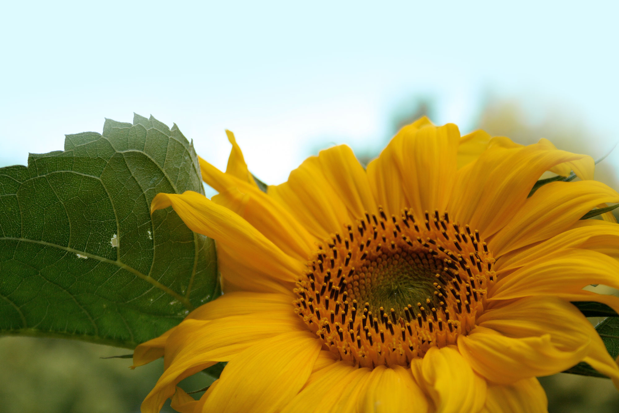 Rather Burg Apotheke